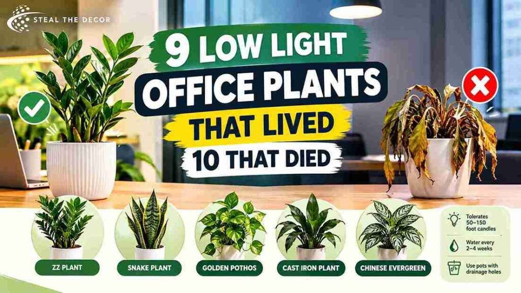 low light office plants